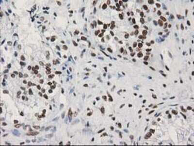 Immunohistochemistry-Paraffin: LENG1 Antibody (OTI10A7) [NBP2-00915]