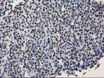 Immunohistochemistry-Paraffin: LENG1 Antibody (OTI10A7) [NBP2-00915]