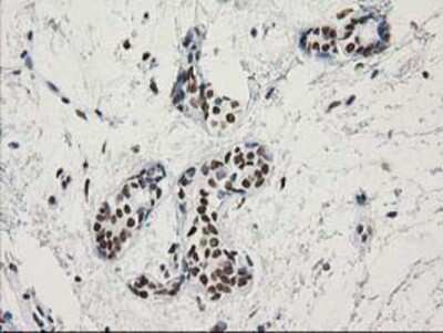 Immunohistochemistry-Paraffin: LENG1 Antibody (OTI10A7) [NBP2-00915]