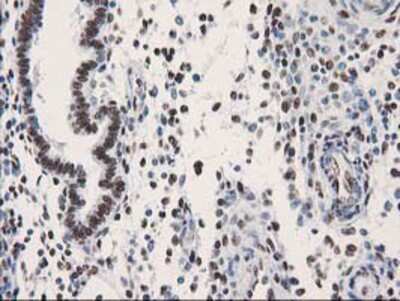 Immunohistochemistry-Paraffin: LENG1 Antibody (OTI10A7) [NBP2-00915]
