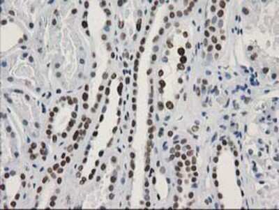 Immunohistochemistry-Paraffin: LENG1 Antibody (OTI10A7) [NBP2-00915]