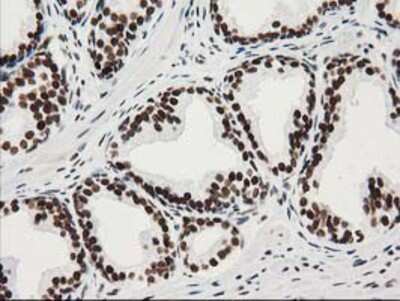 Immunohistochemistry-Paraffin: LENG1 Antibody (OTI10A7) [NBP2-00915]