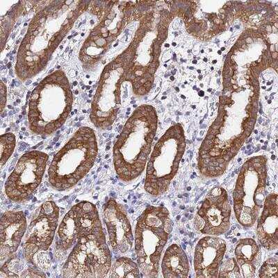 Immunohistochemistry-Paraffin: LENG1 Antibody [NBP1-92070]
