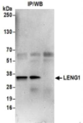 Immunoprecipitation: LENG1 Antibody [NBP2-41356]