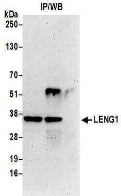 Immunoprecipitation: LENG1 Antibody [NBP2-41357]