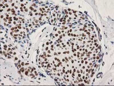Immunohistochemistry: LENG1 Antibody (OTI10A7) - Azide and BSA Free [NBP2-72202]
