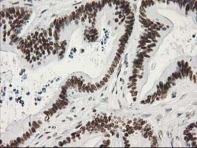 Immunohistochemistry: LENG1 Antibody (OTI10A7) - Azide and BSA Free [NBP2-72202]