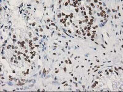 Immunohistochemistry: LENG1 Antibody (OTI10A7) - Azide and BSA Free [NBP2-72202]