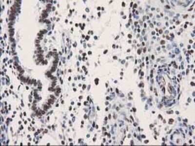 Immunohistochemistry: LENG1 Antibody (OTI10A7) - Azide and BSA Free [NBP2-72202]