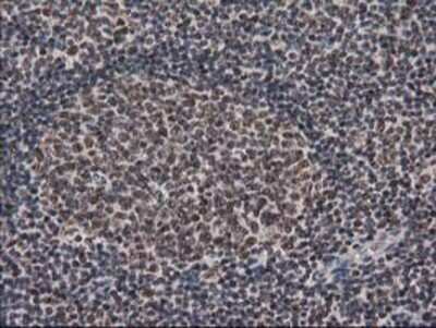 Immunohistochemistry: LENG1 Antibody (OTI10A7) - Azide and BSA Free [NBP2-72202]