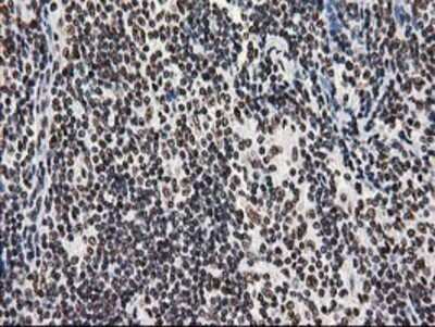 Immunohistochemistry: LENG1 Antibody (OTI10A7) - Azide and BSA Free [NBP2-72202]