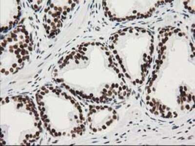 Immunohistochemistry: LENG1 Antibody (OTI10A7) - Azide and BSA Free [NBP2-72202]