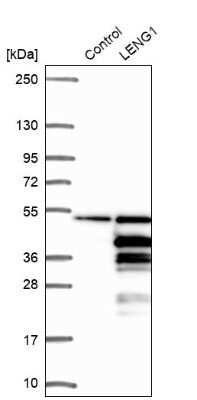 Western Blot: LENG1 Antibody [NBP1-92070]