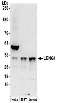 Western Blot: LENG1 Antibody [NBP2-41357]