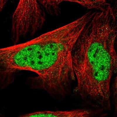 Immunocytochemistry/ Immunofluorescence: LENG8 Antibody [NBP2-56587]