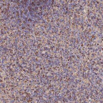 Immunohistochemistry: LENG8 Antibody [NBP1-81357]