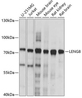 Western Blot: LENG8 AntibodyAzide and BSA Free [NBP3-04377]