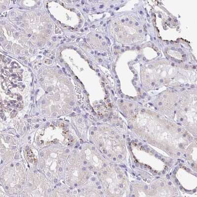 Immunohistochemistry: LENG9 Antibody [NBP2-30893]