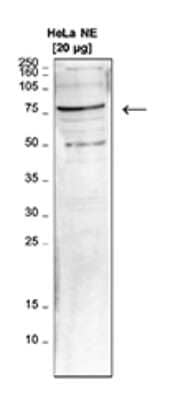 Western Blot: LEO1 Antibody [NBP3-18638]