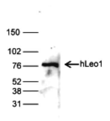 Western Blot: LEO1 Antibody [NBP3-18660]