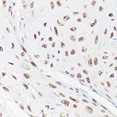 Immunohistochemistry-Paraffin: LEO1 Antibody - Azide and BSA Free [NBP3-16704]