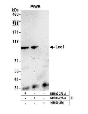 Immunoprecipitation: LEO1 Antibody [NB600-276]