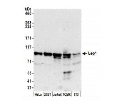 Western Blot: LEO1 Antibody [NB100-79777]