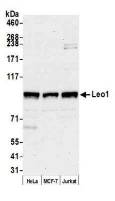 Western Blot: LEO1 Antibody [NB600-276]