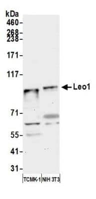 Western Blot: LEO1 Antibody [NB600-276]