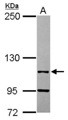 Western Blot: LEO1 Antibody [NBP2-19346]