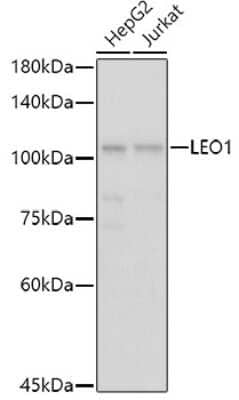 Western Blot: LEO1 AntibodyAzide and BSA Free [NBP3-16704]