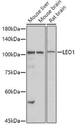 Western Blot: LEO1 AntibodyAzide and BSA Free [NBP3-16704]
