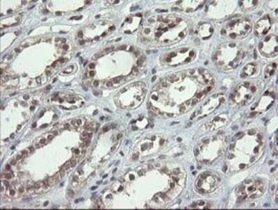 Immunohistochemistry: LEPRE1 Antibody (OTI1H3) [NBP2-45786]