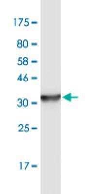 Western Blot: LEPRE1 Antibody (3A4) [H00064175-M02]