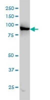 Western Blot: LEPRE1 Antibody (3C7) [H00064175-M01]