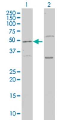 Western Blot: LEPRE1 Antibody (3C7) [H00064175-M01]