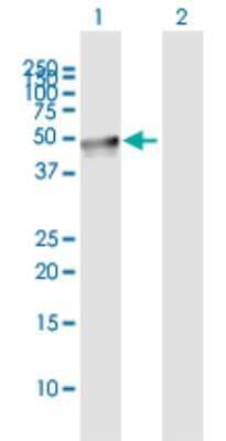 Western Blot: LEPRE1 Antibody [H00064175-B01P]