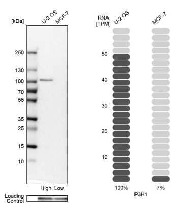 Western Blot: LEPRE1 Antibody [NBP2-30424]