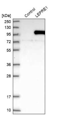 Western Blot: LEPRE1 Antibody [NBP2-30460]