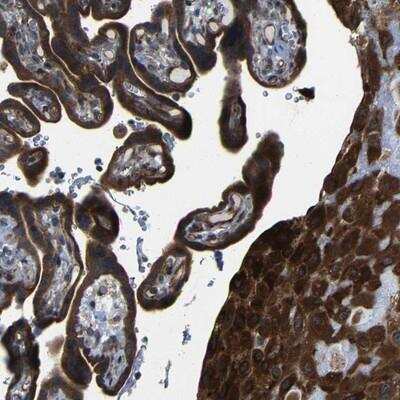 Immunohistochemistry: LEPREL1 Antibody [NBP1-94042]