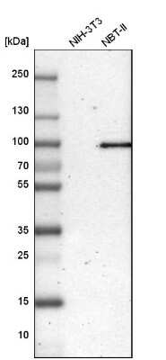 Western Blot: LEPREL1 Antibody [NBP1-94041]