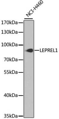 Western Blot: LEPREL1 AntibodyBSA Free [NBP3-05011]