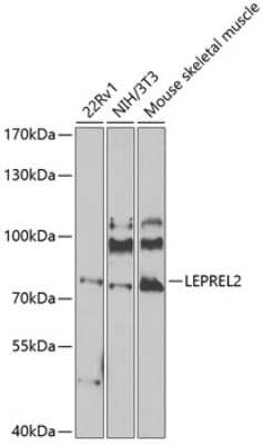 Western Blot: LEPREL2 AntibodyBSA Free [NBP3-05069]