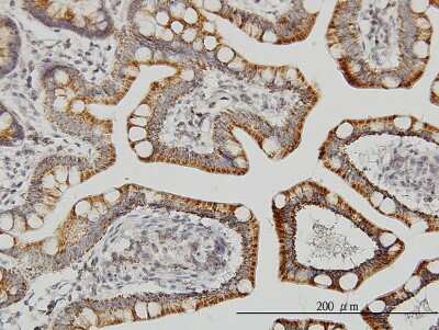 Immunohistochemistry-Paraffin: LETM1 Antibody (6F7) [H00003954-M03]