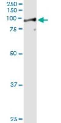 Immunoprecipitation: LETM1 Antibody (6F7) [H00003954-M03]