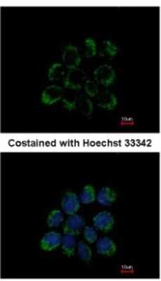 Immunocytochemistry/ Immunofluorescence: LETM1 Antibody [NBP1-33433]