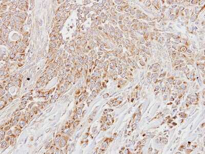 Immunohistochemistry-Paraffin: LETM1 Antibody [NBP1-33433]