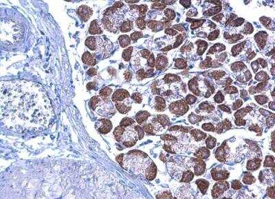 Immunohistochemistry-Paraffin: LETM1 Antibody [NBP1-33433]
