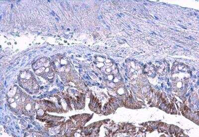 Immunohistochemistry-Paraffin: LETM1 Antibody [NBP1-33433]