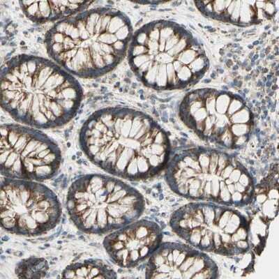 Immunohistochemistry-Paraffin: LETM1 Antibody [NBP1-89556]
